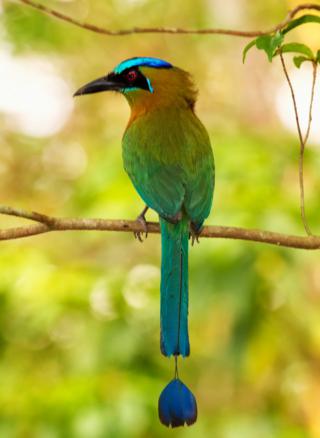 Like this Blue-diademed Motmot (Momotus lessonii), All Motmot Species (Except the Tody Motmot) and Both Sexes Have This Distinctive "Racket" Tail