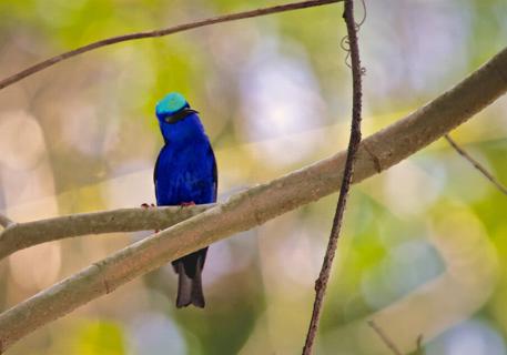 A Male Red-legged Honeycreeper (Cyanerpes cyaneus) Perches in the Forest