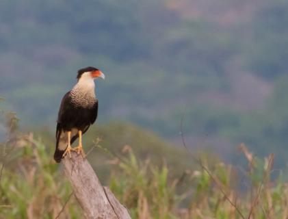 A Crested Caracara (Caracara cheriway) Is Another Raptor Waiting for its Dinner