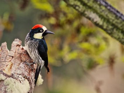 An Acorn Woodpecker (Melanerpes formicivorus) Looks Back