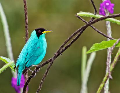 I Found this Green Honeycreeper (Chlorophanes spiza) When I Visited the Lodge Owner, John Erb, in his Garden