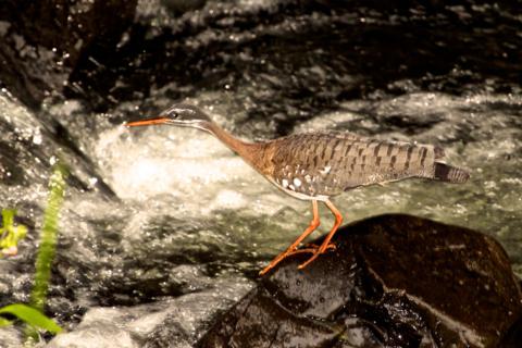 How a Sunbittern (Eurpyga helias) Usually Appears, When It Does