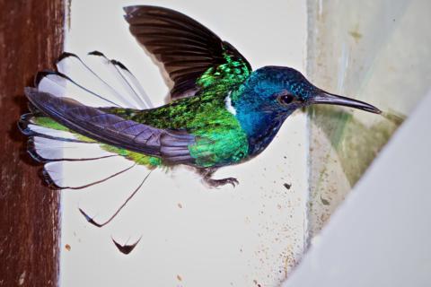 My Shot of a White-necked Jacobin (Florisuga mellivora) Trying to Get Through a Window