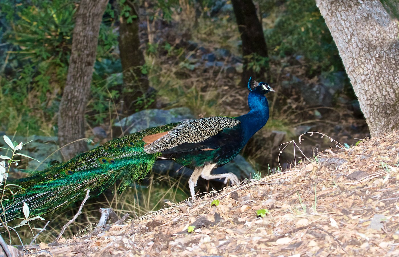 This Lone Male Peacock (Pavo cristatus) Has Lived for About 20 Years Among the Wild Turkeys in Ramsey Canyon