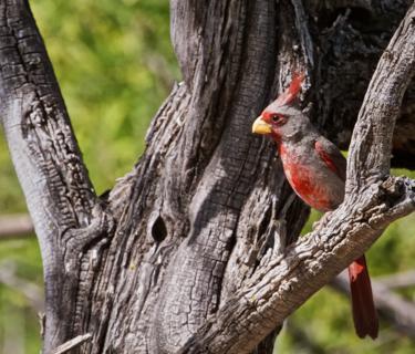 A Pyrrhuloxia or Desert Cardinal (Cardinalis sinuatus) in a Tree