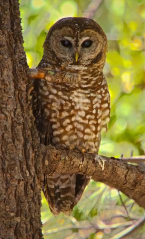 Click to enlarge An endangered Spotted Owl (Strix occidentalis) Studies My Camera and Me