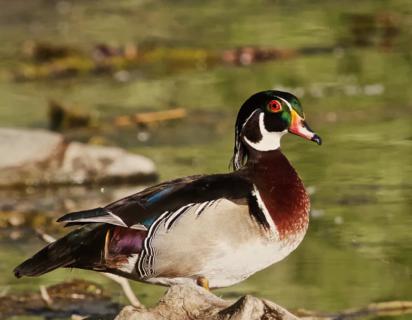 A Male Wood Duck (Aix sponsa) Is the Most Colorful Waterbird Native to North America