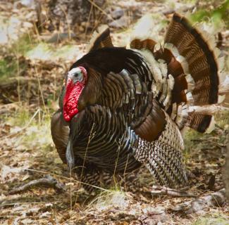 The Gould's Wild Turkey (Meleagris gallopavo mexicana) Is Found in Part of Arizona and New Mexico