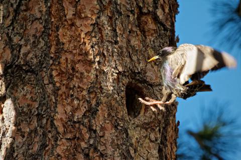 A European Starling (Sturnus vulgaris) Dive-Bombs a Hole in the Ponderosa Pine
