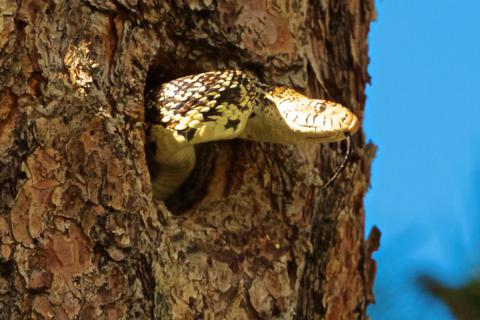 A Bullsnake (Pituophis catenifer sayi) Had Entered the Nest