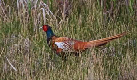 A Ring-necked Pheasant (Phasianus colchicus) Scampers into the Bush at My Approach