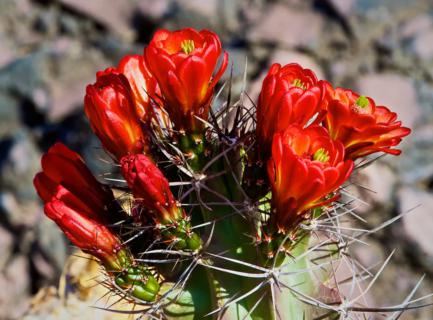 Cactus in Flower