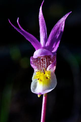 A Full Frontal View of Another Fairy Slipper Orchid