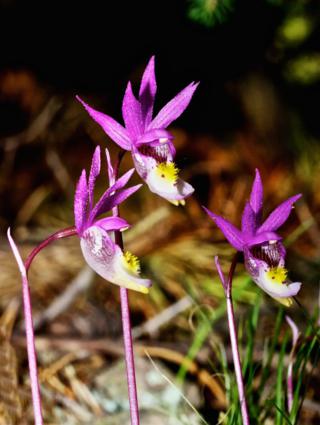 A Small Stand of Fairy Slippers (Calypso bulbosa)