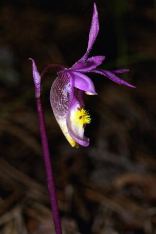 A Side View of a Fairy Slipper also Known as a Calypso Orchid