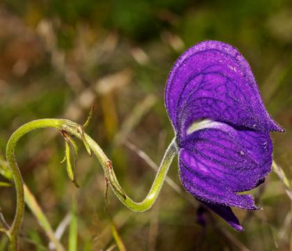 Maybe Because of the Incessant Wild, this Monkshood Preferred to Grow Sideways
