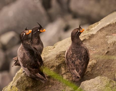 Crested Auklets Remind Me of the Top Knots of Gambel’s Quail in the Southwest