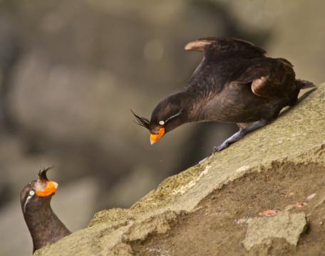 Both Male and Female Crested Auklets Wear the Sexual Ornament on their Heads