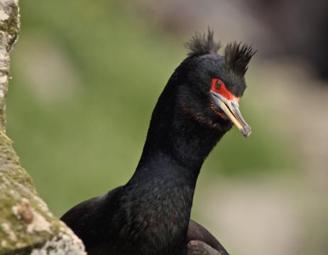 This Red-faced Cormorant Came to a Cliff on the Coast of Saint Paul Island to Breed