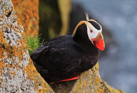 About 10 Feet from Me, This Tufted Puffin Sits on a Ledge Overlooking the Bering Sea