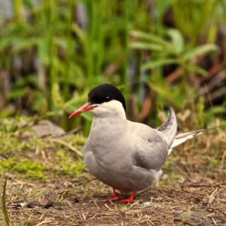 An Arctic Tern Finally Rests at Potter Marsh