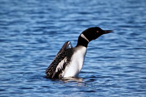 ​A Loon Lifts Up on the Lake​