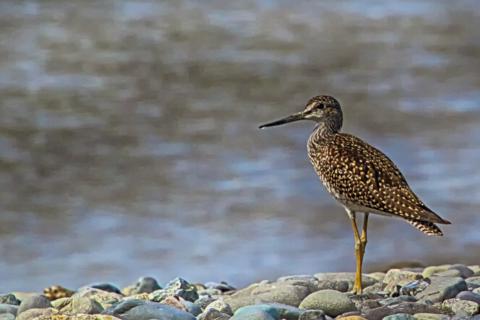 A Sandpiper Where the Swanson River and Cook Inlet Meet