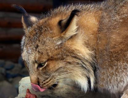 The Lynx Is the Only Cat Native to Alaska