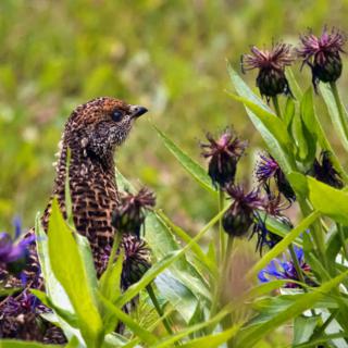 A Juvenile Spruce Grouse Admires Some of Marveen's Flowers