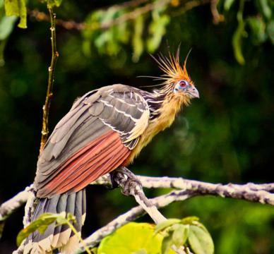 The Strange Hoatzin Bird (Photograph Courtesy of Edison Buenaño)