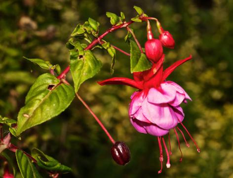 This is a Dark Eyes Fuchsia, a Different Fuchsia Family That Comes in an Array of Color Combinations