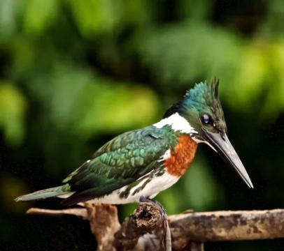 A Male Amazon Kingfisher Wakes Up