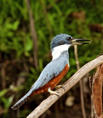A Female Ringed Kingfisher Talks