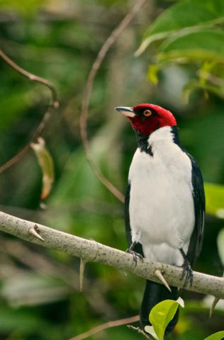 Red-capped Cardinals Live in Wet Areas of South America