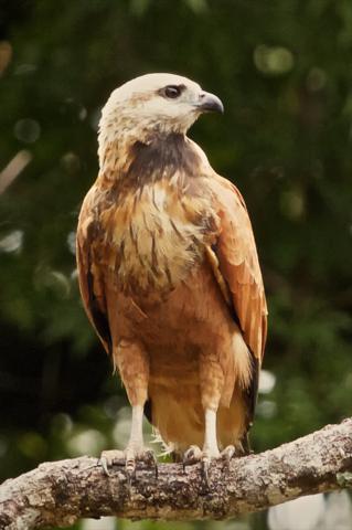 Frequently Found Near Water, the Black-collared Hawk Lives Throughout South and Central America