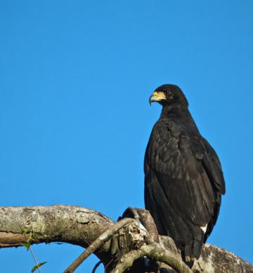 A Great Black-hawk, a Tree, and Sky