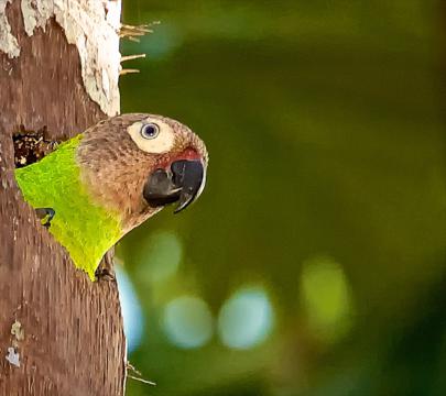 A Dusky-headed Parakeet Peeks from its Home in the Palm