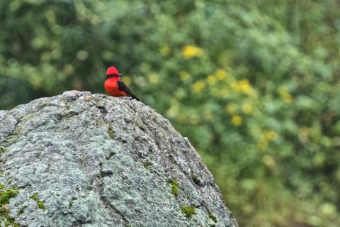 The Male Vermilion Flycatcher Was Hard to Miss