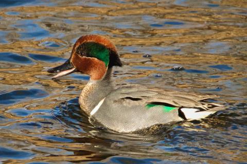 A Green-winged Teal Quacks as it Swims Past Us