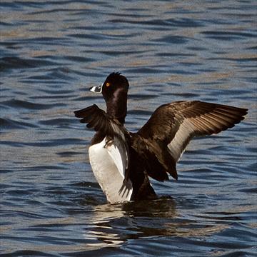 A Ring-necked Duck Spreads its Wings
