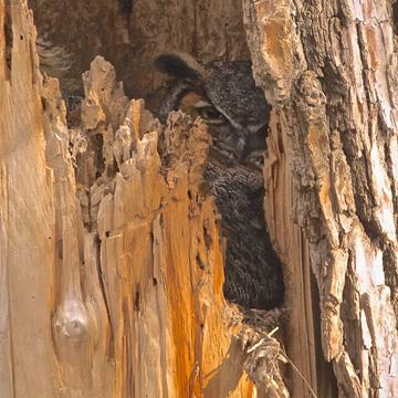 A Great-horned Owl Sits on the Nest