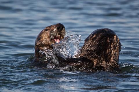 ​Two Southern Sea Otters at Play