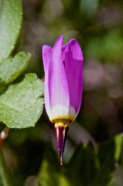 ​This Shooting Star (Dodecatheon pulchellum) Grow​s ​Along the Continental Divide Trail in Wild Horse Canyon​