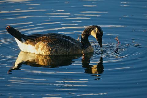 ​A Canada Goose Forages in Last Light