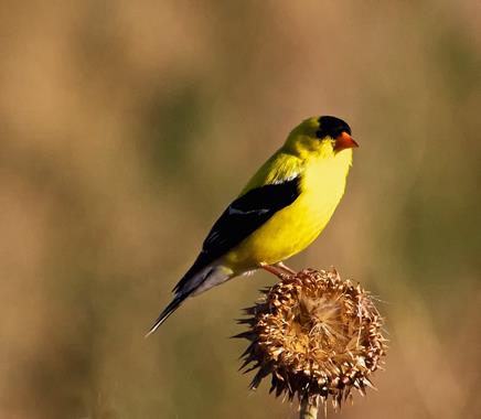 ​An American Goldfinch Male Rests on a Thistle