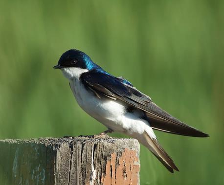 ​A Tree Swallow Leaves the Trees to Visit Cottonwood Marsh