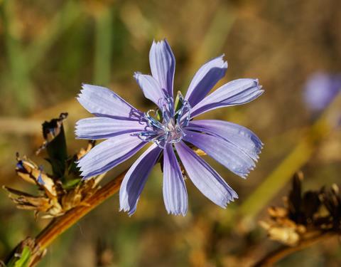 ​This Chicory Is Old but Still Beautiful​