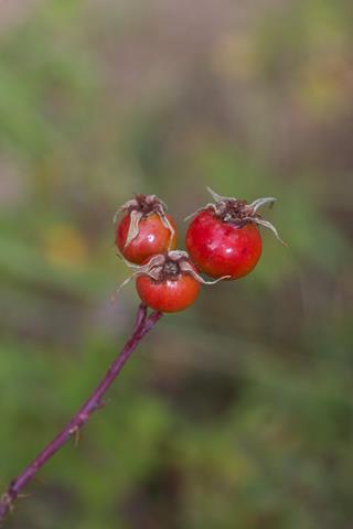 ​Rose Hips Are High in Vitamin C​
