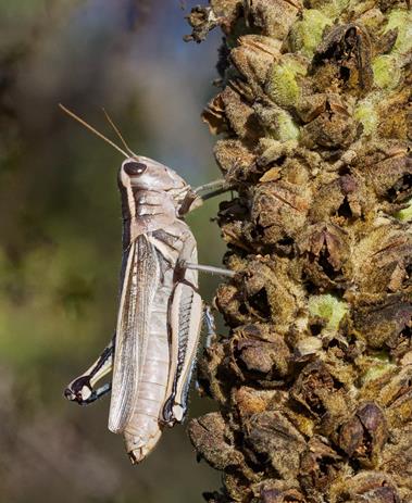 A Grasshopper Rests on a Common Mullein Stalk