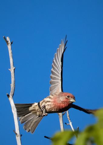 ​A Male House Finch Takes Off